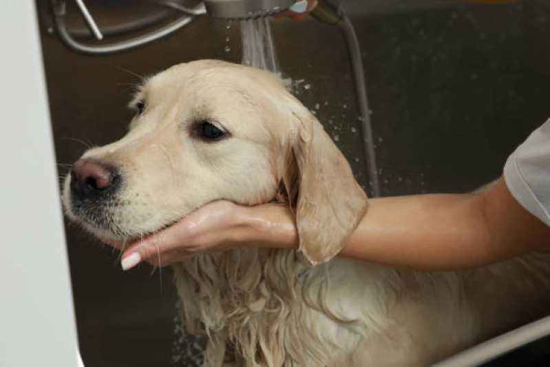 Banho e Tosa para Animais Valor Jardim Alvorada - Banho e Tosa Pet Centro de Diadema