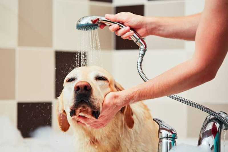 Banho e Tosa para Cachorro Centro - Banho e Tosa Pet Centro de Diadema