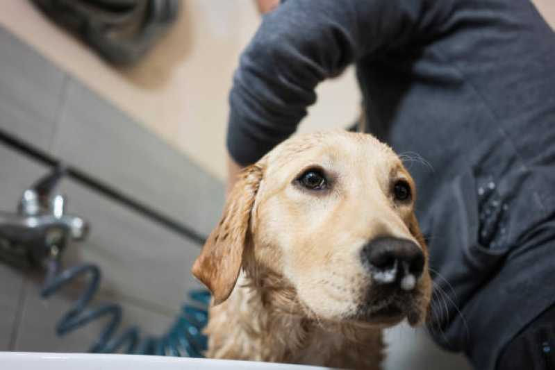 Banho e Tosa para Cachorros Valor Vila Marques - Banho com Tosa Higiênica