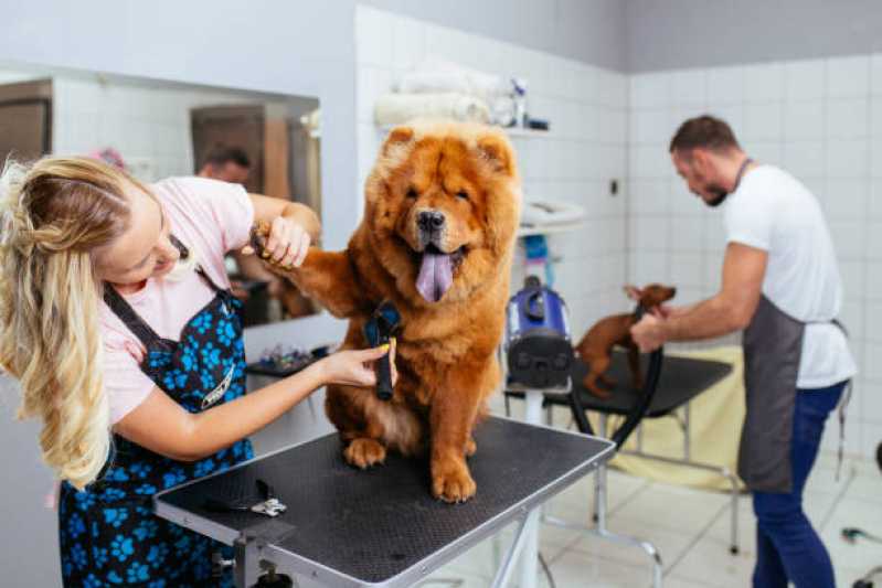 Banho e Tosa para Pet Valor Vila Marques - Banho e Tosa para Cachorro