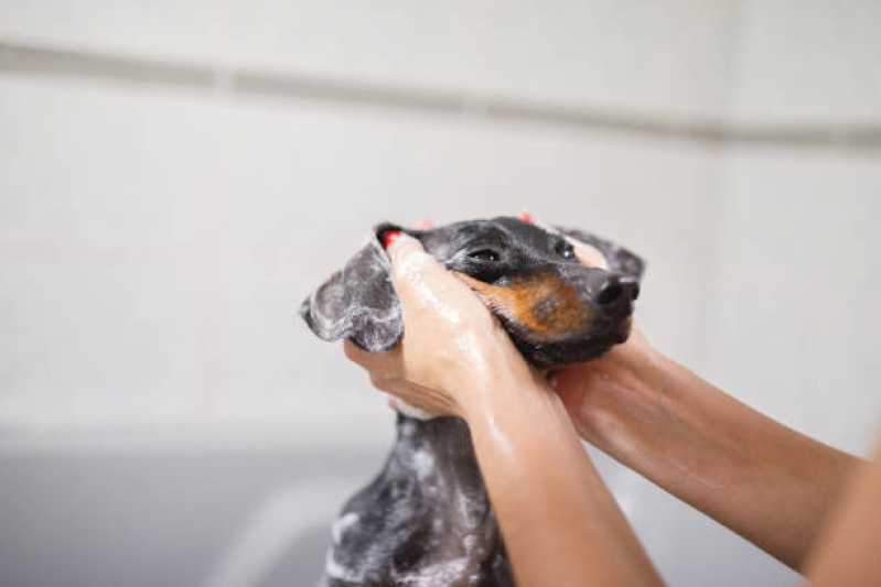 Banho e Tosa Pet Shop Valor Piraporinha - Banho com Tosa Higiênica