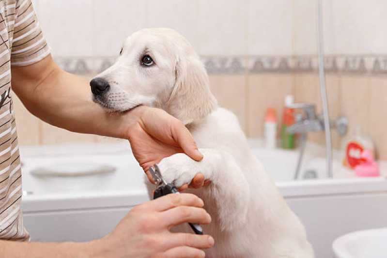 Banho e Tosa Pet Shop Vila Mulford - Banho e Tosa Higiênica em Gatos