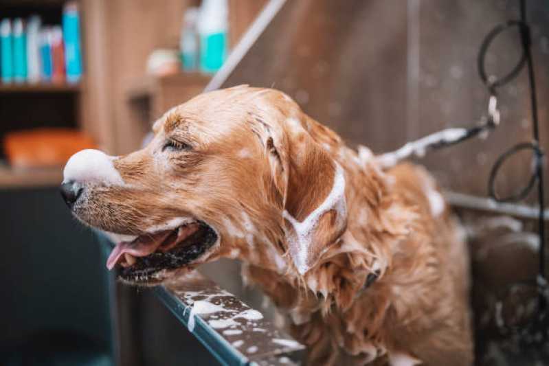 Curso de Pet Shop Preço Jardim Diadema - Curso de Banho e Tosa