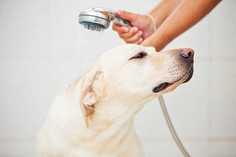 Curso de Tosador de Cachorro Preço Jardim Promissao - Curso de Banho e Tosa Presencial