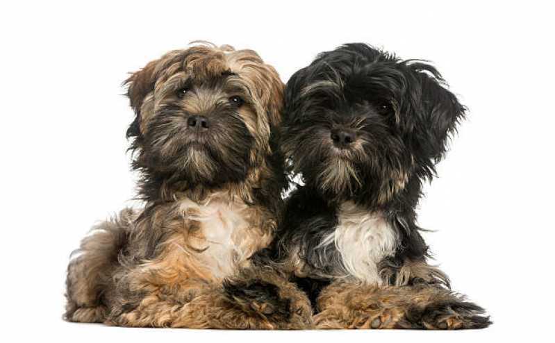 Desembolar pelo de Cães Valor Vila Nogueira - Desembolo para Pet