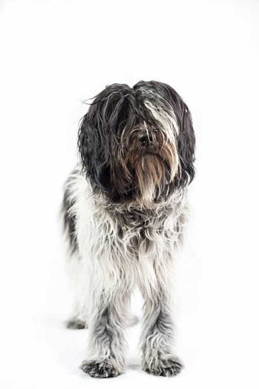 Desembolo de pelo de Cachorro Valor Parque Galicia - Desembolo para Pet