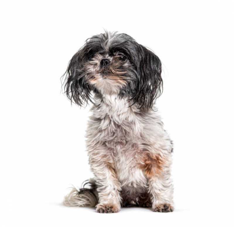 Desembolo de pelos de Cães Parque 7 de Setembro - Desembolo para Pet