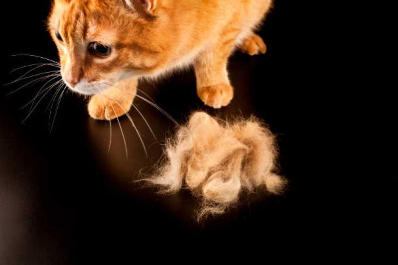 Desembolo de pelos de Gatos Valor Vila Santa Rita - Desembolo para Pet