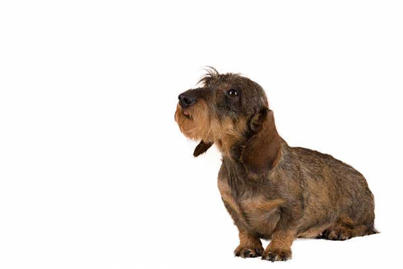 Desembolo de pelos em Cães Valor Vila Poente - Desembolo de pelos de Cachorros de Grande Porte