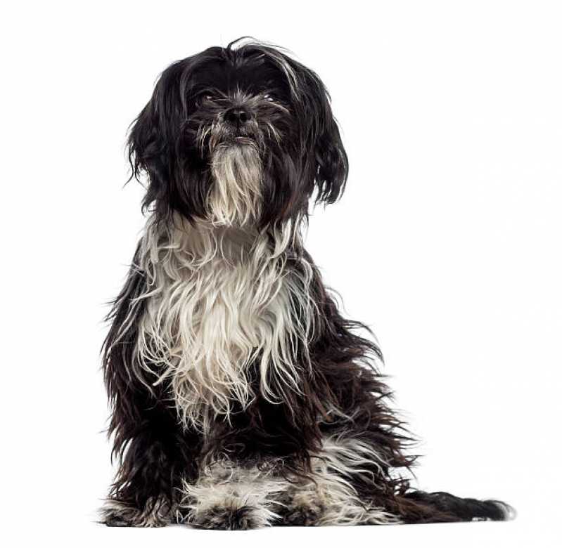Desembolo de pelos em Cães Vila Elida - Desembolo para Pet