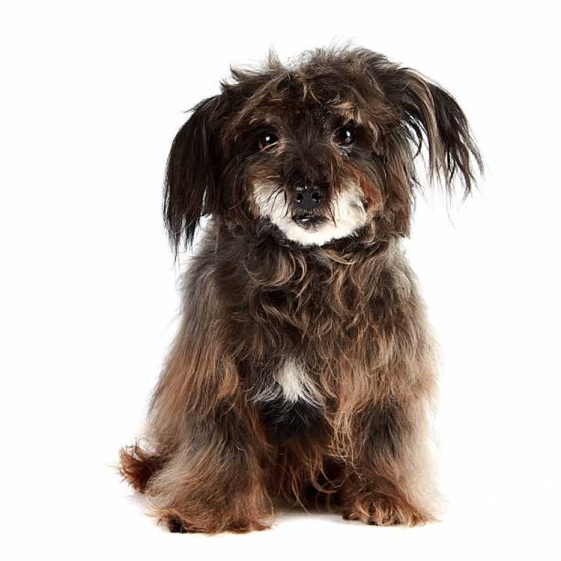 Desembolo para Pet Valor Eldorado Sapopema - Desembolo de Cachorro