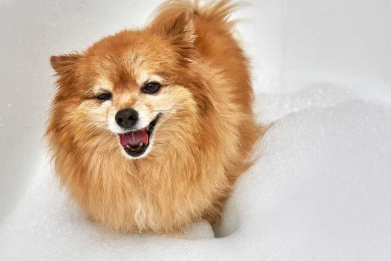 Hidratação de Cachorro Serraria - Hidratação Convencional para Pets