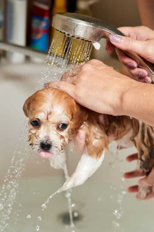 Hidratação em Cachorro Valor Vila São José - Hidratação Tonalizante para Pets