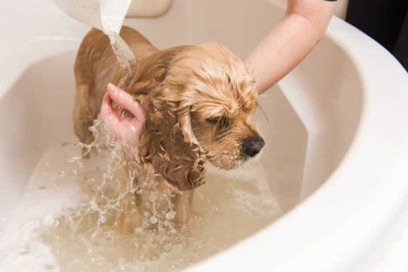 Hidratação para Cachorro Valor Parque das Jaboticabeiras - Hidratação Convencional para Pets