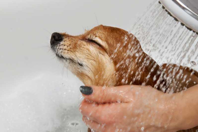 Hidratação para Cachorro Inamar - Hidratação para Cães