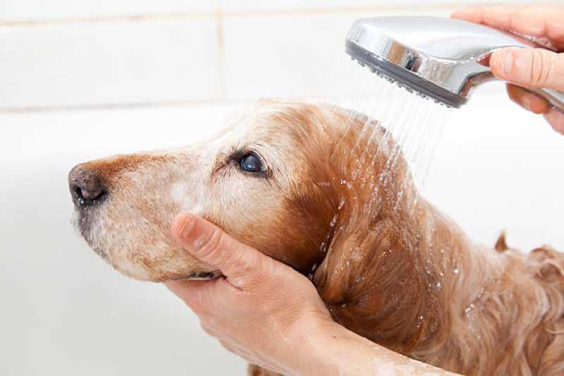 Hidratação para Cachorros Valor Jardim Conceição - Hidratação Reconstrutora para Pets