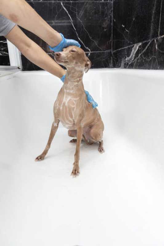 Hidratação para Cães Valor Jardim dos Campeões - Hidratação Reconstrutora para Pets