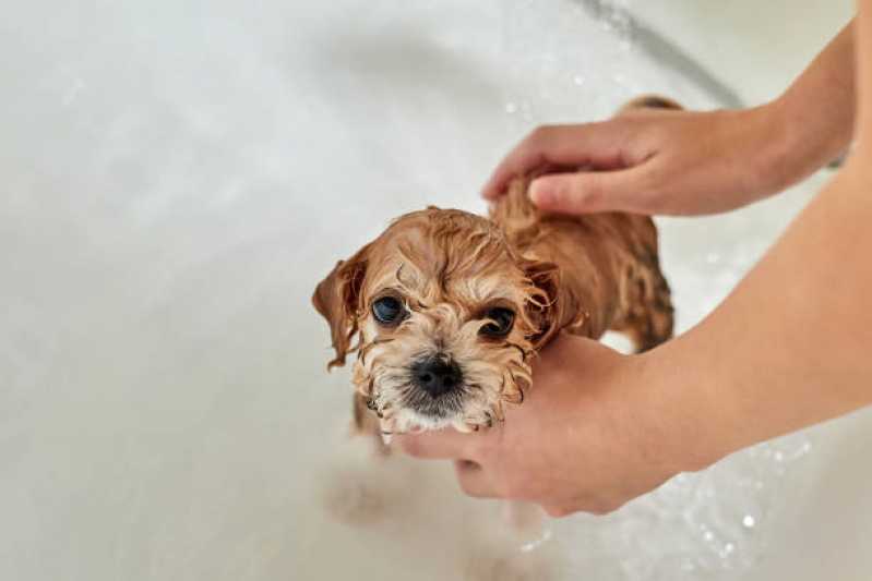 Hidratação para Cães Vila Nogueira - Hidratação Tonalizante para Pets
