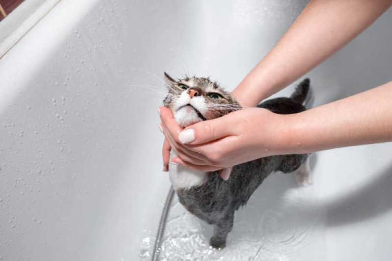 Hidratação para Gatos Valor Jardim Alvorada - Hidratação Reconstrutora para Pets