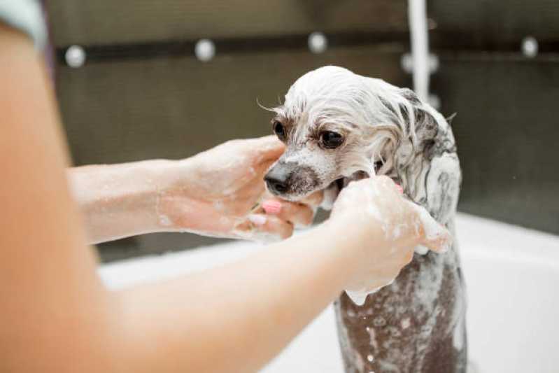 Hidratação para pelos de Cachorros Valor Jardim Sapopema - Hidratação para Cachorro Diadema