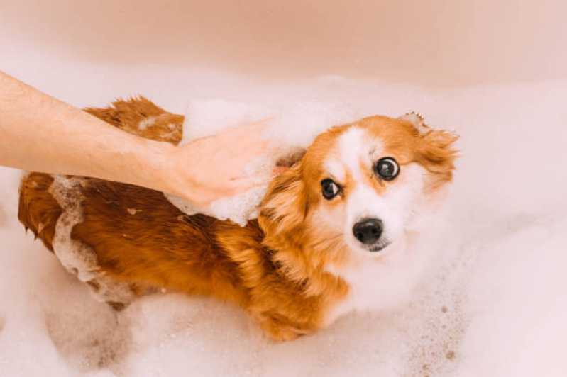 Hidratação Profunda para Cães Valor Vila Santa Antonia - Hidratação em Cachorro