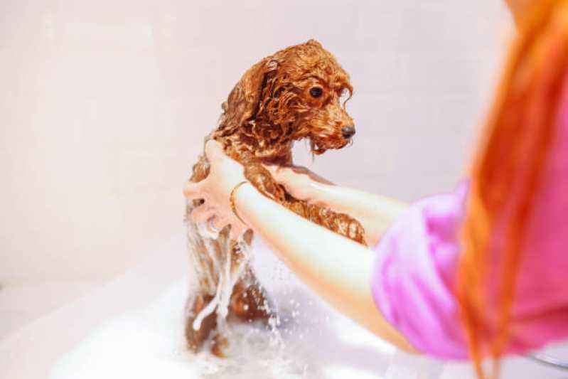 Hidratação Reconstrutora para Pets Valor Jardim Fenix - Hidratação para Cachorro Centro de Diadema