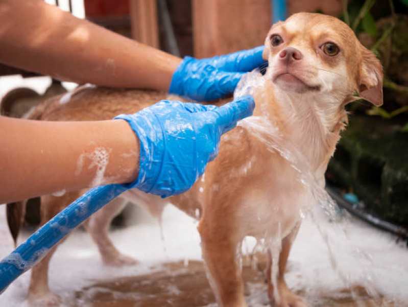 Hidratação Reconstrutora para Pets Jardim Independência - Hidratação em Cachorro