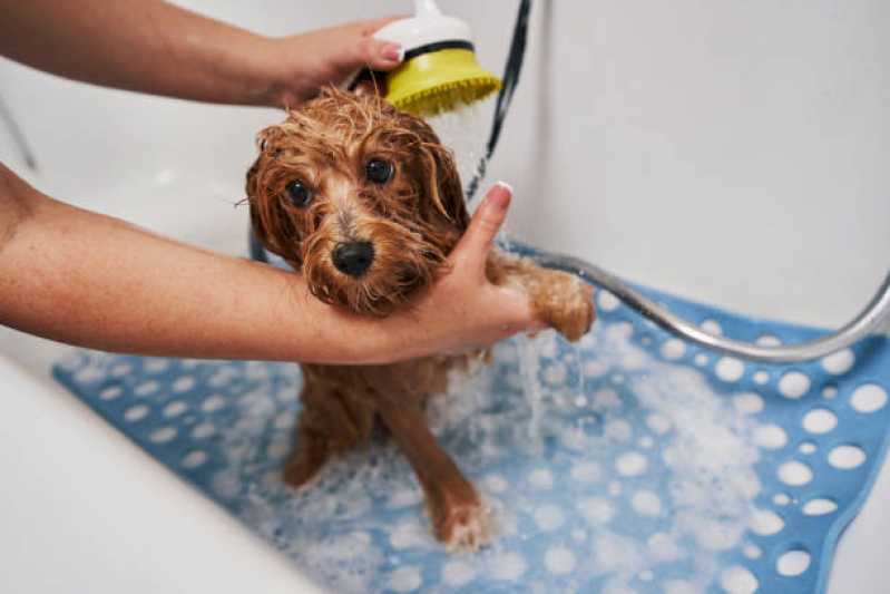 Onde Encontrar Pet Shop Banho e Tosa Higiênica Vila Nova Santa Luzia - Pet Shop com Hidratação