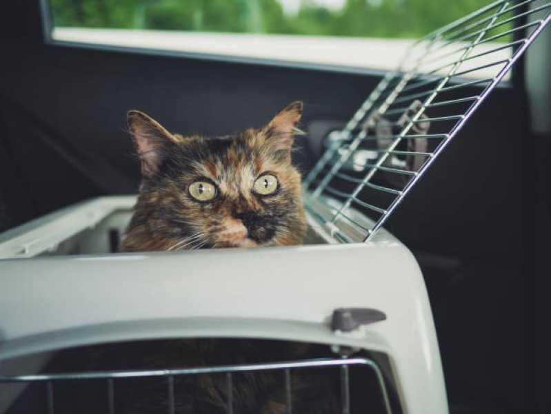 Onde Encontrar Pet Shop para Cães e Gatos Jardim Gazuza - Pet Shop para Gatos