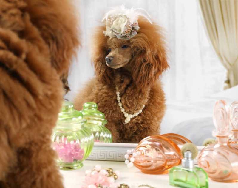 Onde Encontrar Pet Shop Próximo Diadema - Pet Shop para Animais