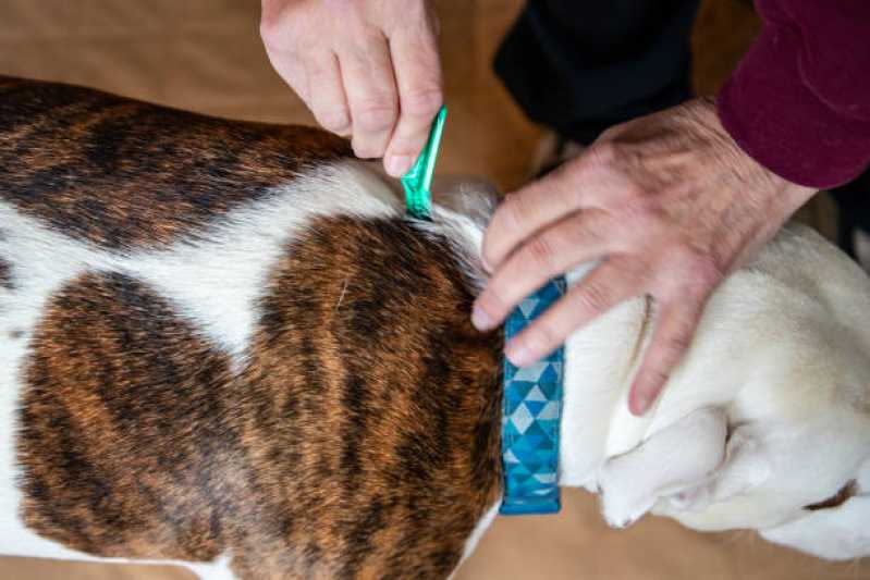 Onde Faz Prevenção de Anti Pulgas Vila Socialista - Tratamento e Prevenção de Anti Pulgas em Animais