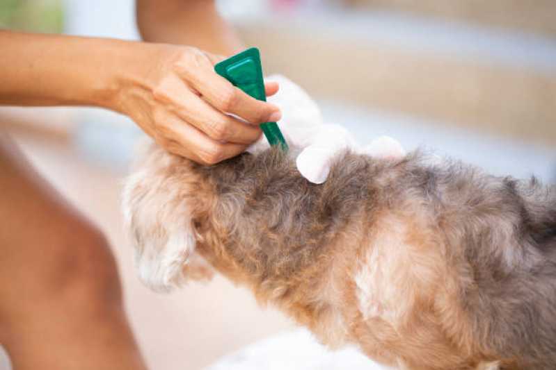Onde Faz Tratamento de Anti Pulgas em Cachorros Jardim Bela Vista - Tratamento e Medicamento de Anti Pulgas