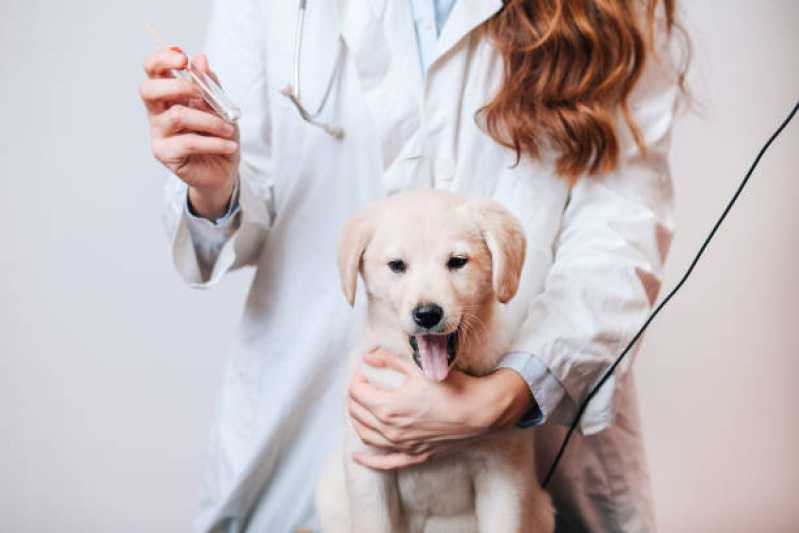 Onde Faz Tratamento de Anti Pulgas em Cães Jardim Conceição - Tratamento de Anti Pulgas em Animais