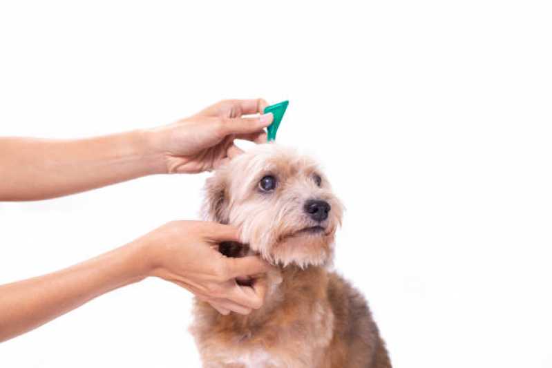 Onde Faz Tratamento de Anti Pulgas Vila Elida - Tratamento de Anti Pulgas em Cachorros