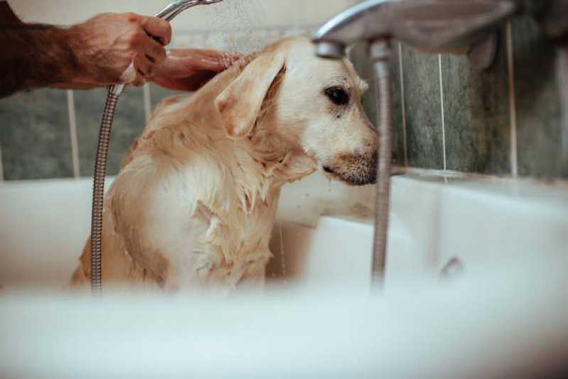 Onde Fazer Curso de Banho e Tosa Presencial Jardim Diadema - Curso para Pet Shop