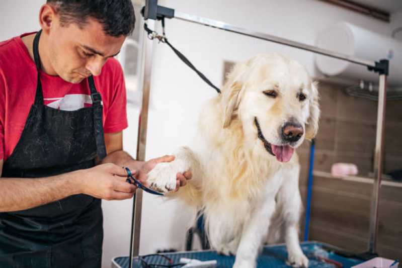 Onde Fazer Curso de Pet Shop Vila Santa Terezinha - Curso de Banho e Tosa Centro de Diadema