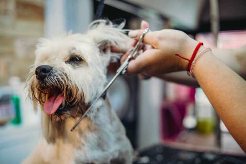 Onde Fazer Curso de Tosador Vila Nova Conquista - Curso para Pet Shop