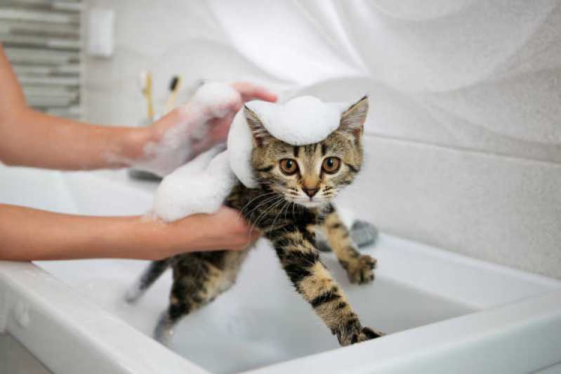 Onde Fazer Hidratação Convencional para Pets Jardim Campanario - Hidratação para Gatos