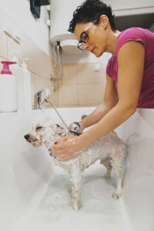 Onde Fazer Hidratação para Cães Jardim Beatriz - Hidratação para Cachorro
