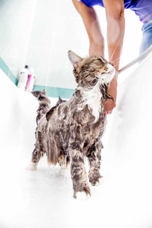 Onde Fazer Hidratação para Gatos Parque Galicia - Hidratação em Cachorro