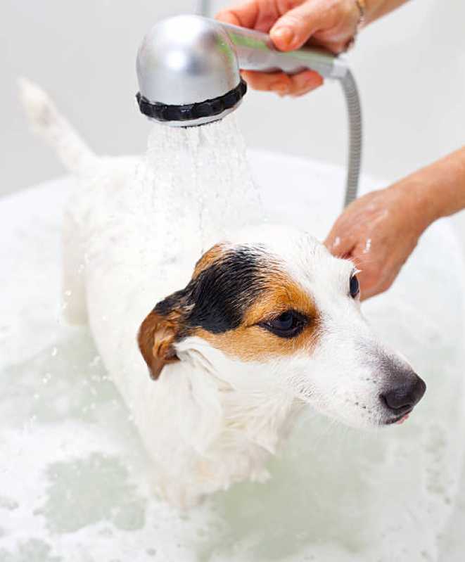 Onde Fazer Hidratação Profunda para Cães Jardim dos Eucaliptos - Hidratação em Cachorro