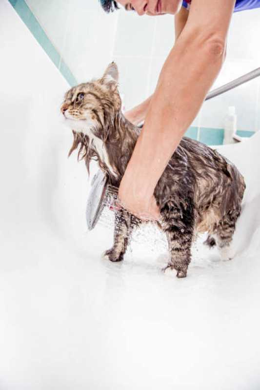 Onde Fazer Hidratação Reconstrutora para Pets Vila 0dete - Hidratação para Gatos