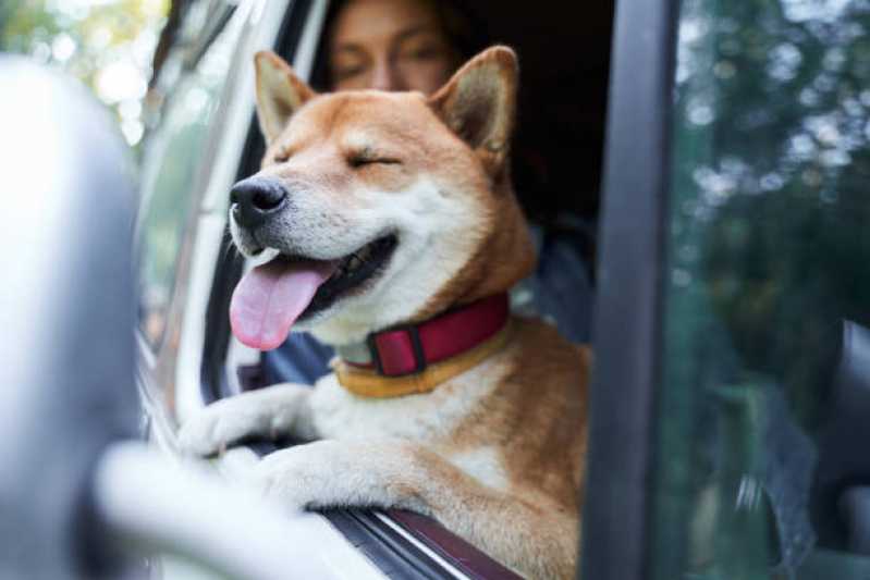 Onde Tem Táxi Dog com Banho e Tosa Jardim Pitangueiras - Táxi para Gatos