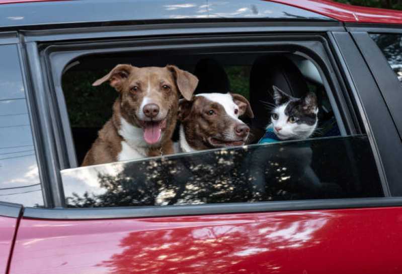 Onde Tem Táxi Dog Pet Shop Eldorado - Táxi de Cachorro
