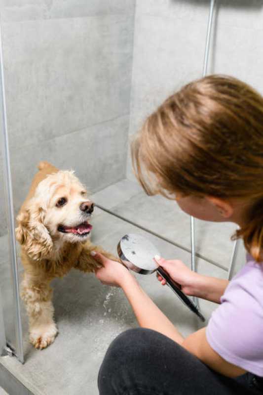 Pacote Mensal Cachorro Jardim Promissao - Pacote Mensal de Banho para Cachorro de Pequeno Porte