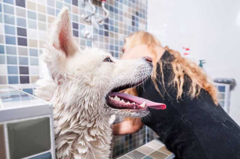 Pacote Mensal de Banho e Tosa Higiênica em Cachorro Valores Jardim Fenix - Pacote Mensal de Banho para Cachorro de Pequeno Porte
