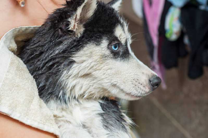 Pacote Mensal de Banho para Cachorro de Grande Porte Vila Santa Antonia - Pacote Mensal de Banho para Cachorro de Pequeno Porte