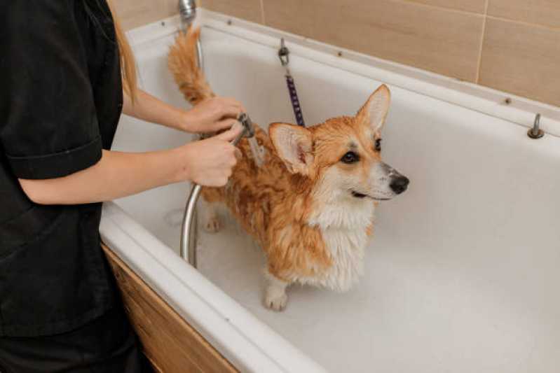 Pacote Mensal de Banho para Cachorro de Pequeno Porte Valores Jardim das Paineiras - Pacote Mensal de Banho e Tosa Higiênica
