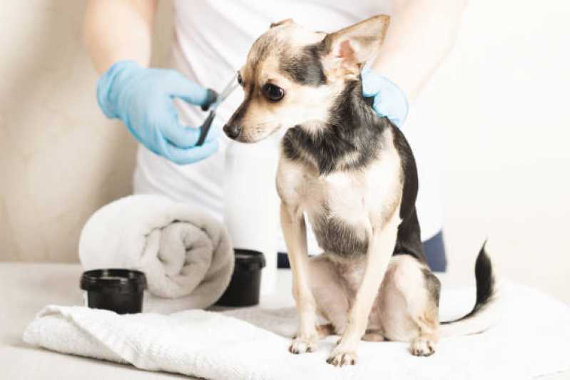 Pacote Mensal de Banho para Cachorro de Pequeno Porte Vila Dirce - Pacote Mensal de Banho e Tosa Higiênica