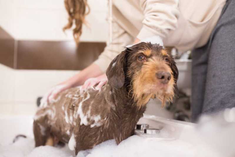 Pacote Mensal de Banho para Cachorro Valores Piraporinha - Pacote Mensal de Banho para Cachorro de Pequeno Porte